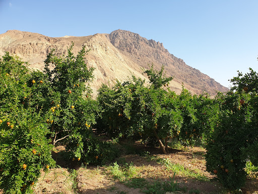 کبوتر دره