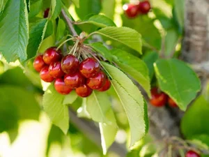 مجموعه باغشهری