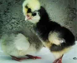 مرغ و خروس در سگز آباد