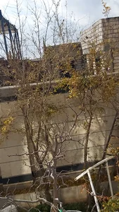 نگین سبز سرایان