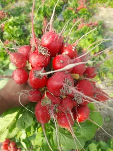 بنگاه میوه و تره بار حسن حفیظی