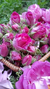 باغ خیراله کیا