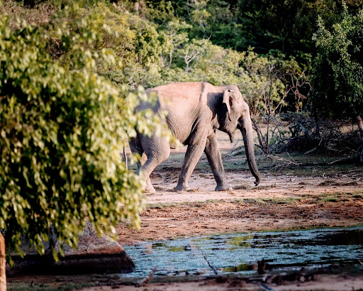 Manu Yala Safari tours
