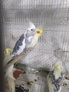 پرنده سرای پرستیژ