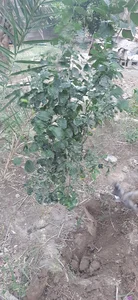 شركت آذرعلوفه کیمیا دانه سبز منوجان