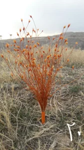 تامین کننده گل خشک