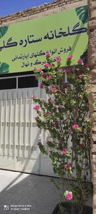گلخانه ستاره گلی