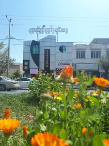 رستوران زیتون