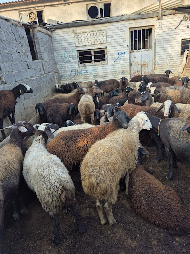 گوسفند زنده خلج