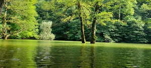 زرد رف