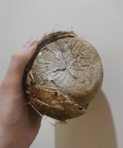 مجموعه سیب جان
