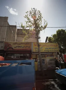 فرآورده های پروتئینی برادران شجاعی