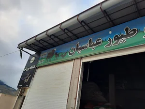خوراک دام و طیور عباسیان