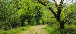 جنگلهای هیرکانی