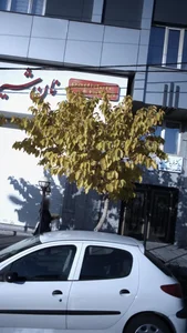 دکتر فریبا خضرایی