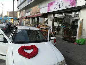 گلکده نارسیس