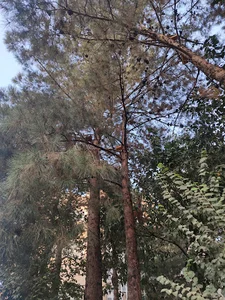 پارک نارون