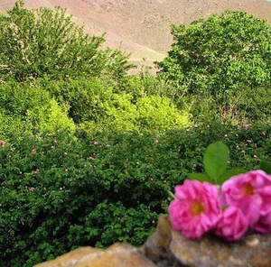 كارخانه گلاب سرمد