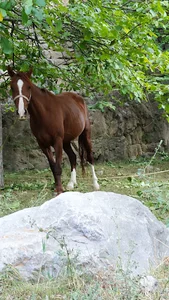 روستای عبدالمجید