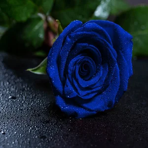 گل فروشی و تشریفات رز آبی