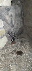 قنات محمودی مدوار