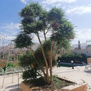 نهالستان هزارباغ قصرالدشت نوروزی