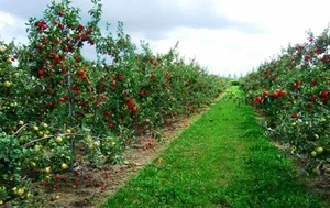 باغ حاج بیوک عباسی