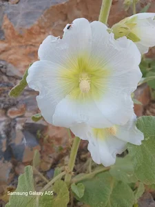 جزایری