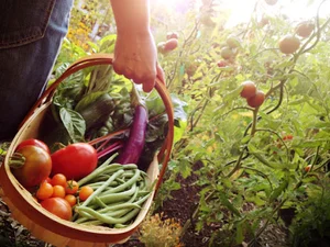 محصولات طبیعی و سبزی فروشی میزبان