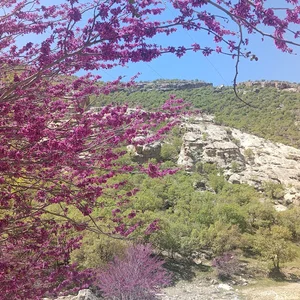 دره ارغوان