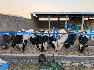 گاوداري سید جعفر حسینی