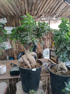تولیدی گل و گیاه حسینی 3