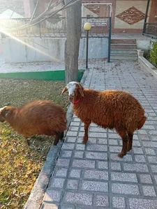 دام زنده عصری