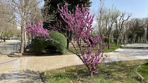 بوستان پامچال