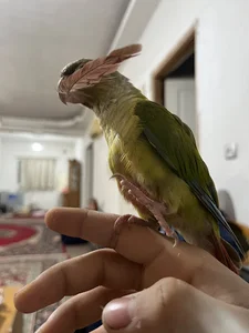 صائب