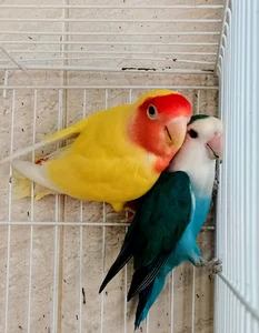 پرنده سرای آراز