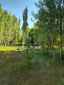 کوچه شهید علی اکبر خواجه ای