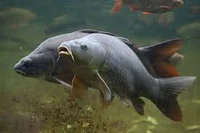 پرورش ماهی رضائی