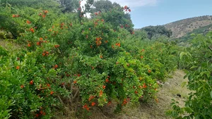 باغ انار سیروان سهرابی