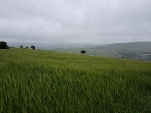 سوئیت آپارتمان سعید