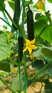 Gelarin&Delzhin Flower Farm گلخانه گلارین