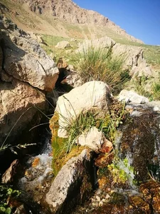 رستوران تاراز بختیاری