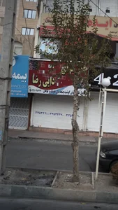 جگرسرای دایی رضا 2