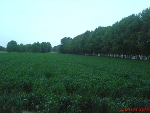 چنارستان حاج علی خان شیرکوند