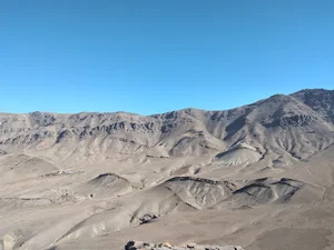 گندم کوه