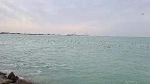 ساحل بوشهر