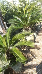 گلکده سیکاس