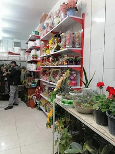 گلسرای ستاره