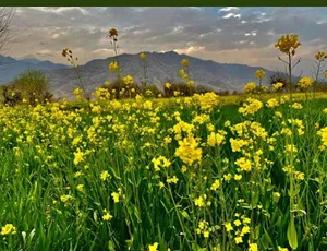 اداره هواشناسی مهرستان