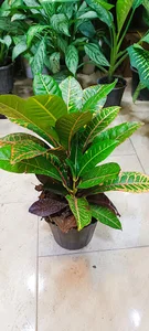کلبه سبز